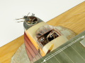 Plastic model of the Felixstowe F.2a flying boat - photo No. 11